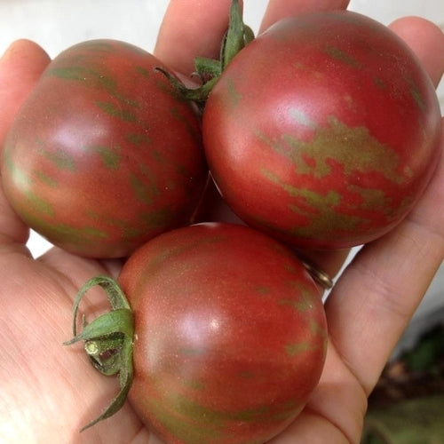 Pingpongtomaat 'Violet Jasper'