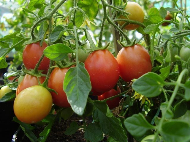 Bush Cherry Tomato 'Whippersnapper'