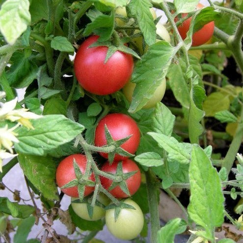 Bush Cherry Tomato 'Whippersnapper'