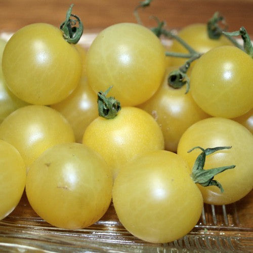 Kerstomaat 'White Cherry' / 'Bianca Cherry'