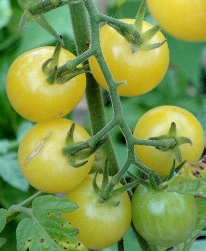 Kerstomaat 'White Cherry' / 'Bianca Cherry'