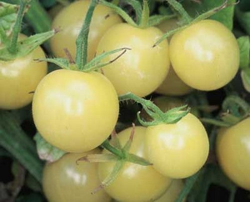 Kerstomaat 'White Cherry' / 'Bianca Cherry'