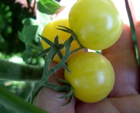 Kerstomaat 'White Cherry' / 'Bianca Cherry'