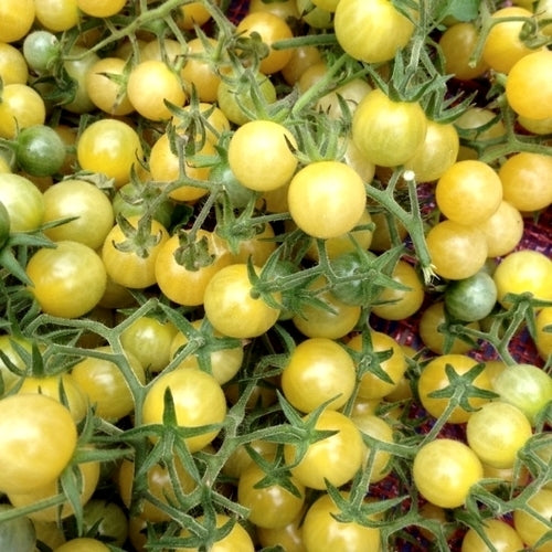 Kerstomaat 'White Currant' / 'Coyote'