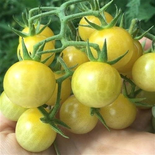Kerstomaat 'White Currant' / 'Coyote'