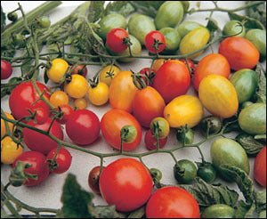 Kerstomaat Wilde tomaten Mix