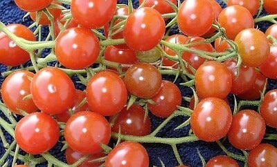 Kerstomaat Wilde tomaten Mix