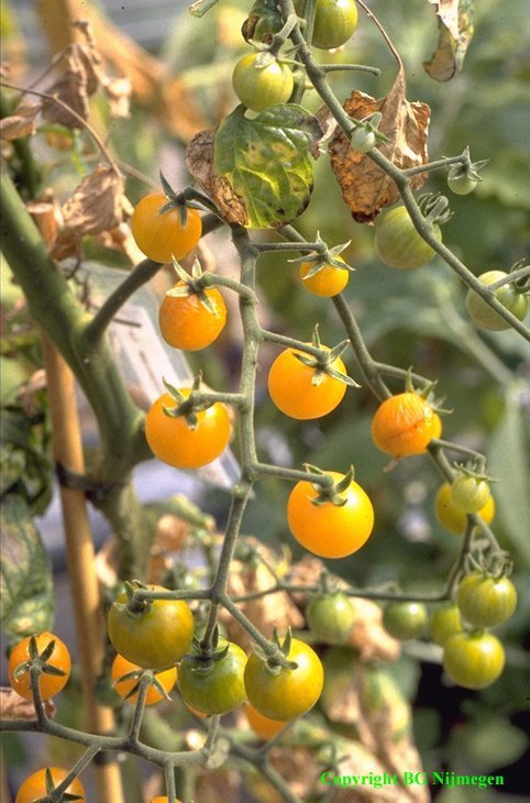 Kerstomaat Wilde tomaten Mix