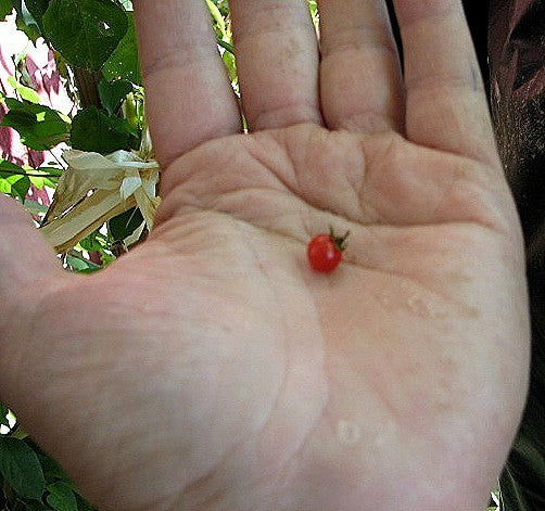 Besjestomaat 'World'S Smallest' / 'Mini Mini' / 'Spoon''