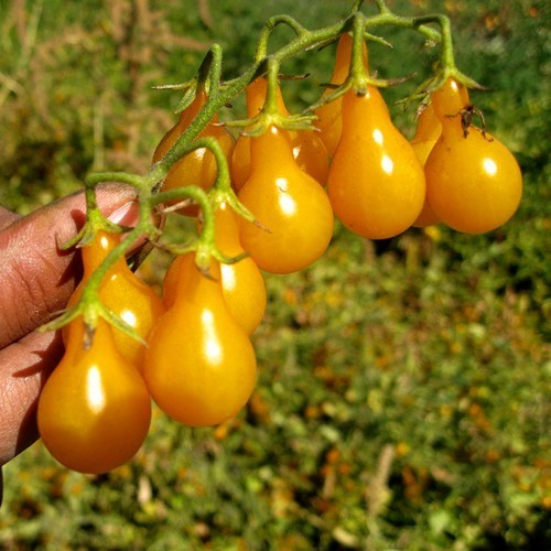Peertomaatje 'Yellow Pearshaped' / 'Mini Yellow Plum'