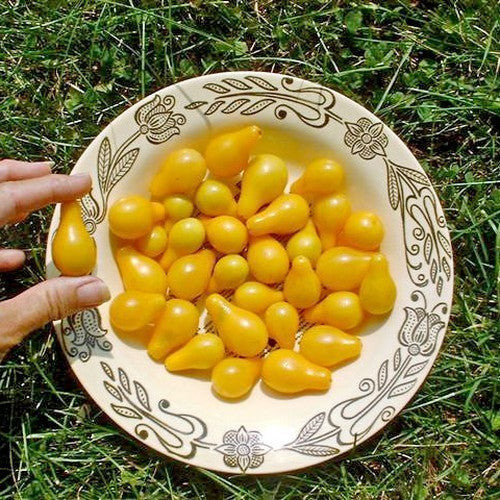 Peertomaatje 'Yellow Pearshaped' / 'Mini Yellow Plum'