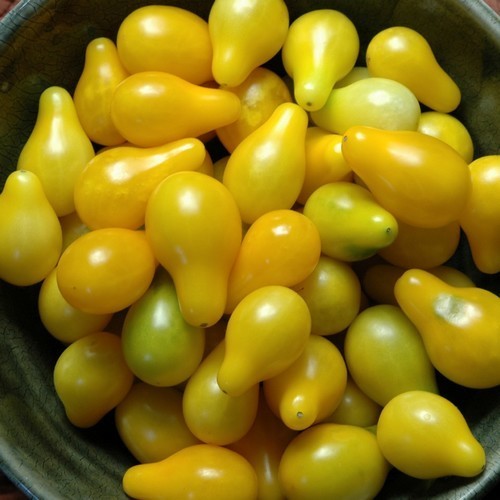 Peertomaatje 'Yellow Pearshaped' / 'Mini Yellow Plum'
