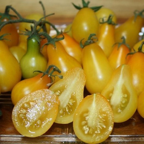 Peertomaatje 'Yellow Pearshaped' / 'Mini Yellow Plum'