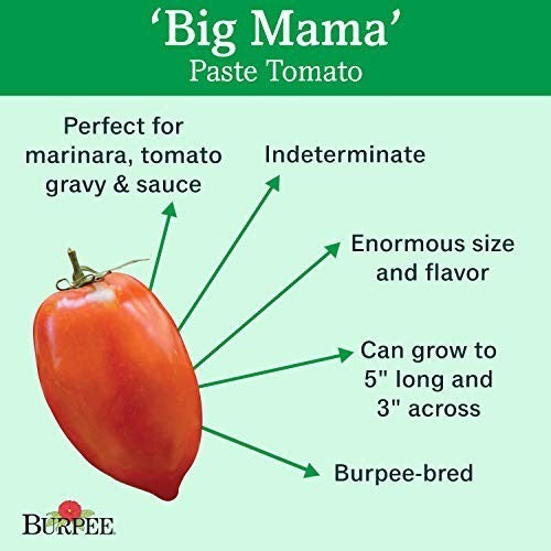 Roma Tomaat 'Big Mama' F1