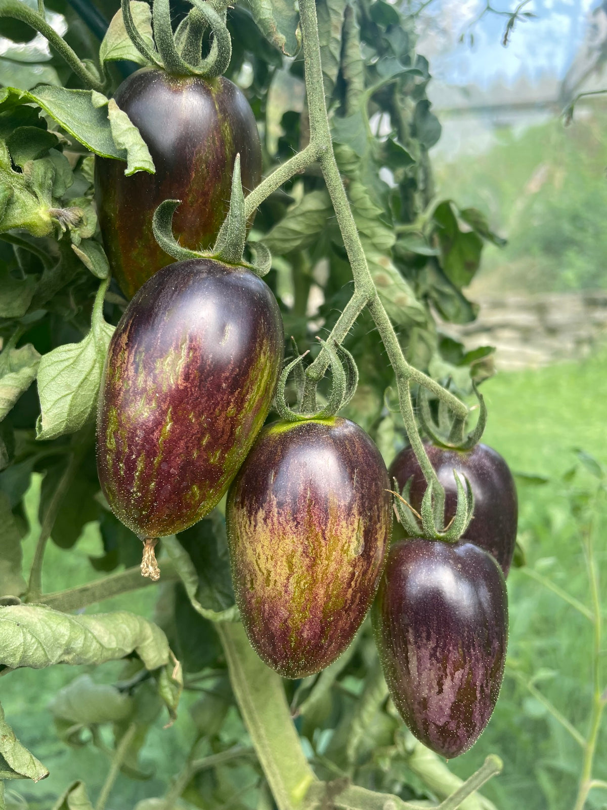 Romatomaat 'Brad's Atomic Grape''