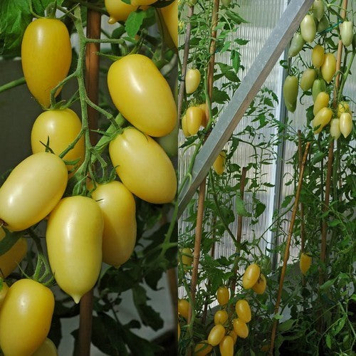 Roma Tomaat 'Cream Sausage'