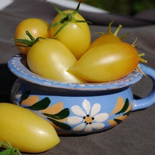 Roma Tomaat 'Cream Sausage'