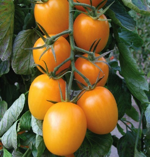 Roma Tomaat 'Golden Rave'