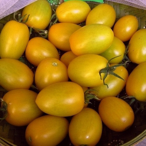 Roma Tomaat 'Golden Rave'