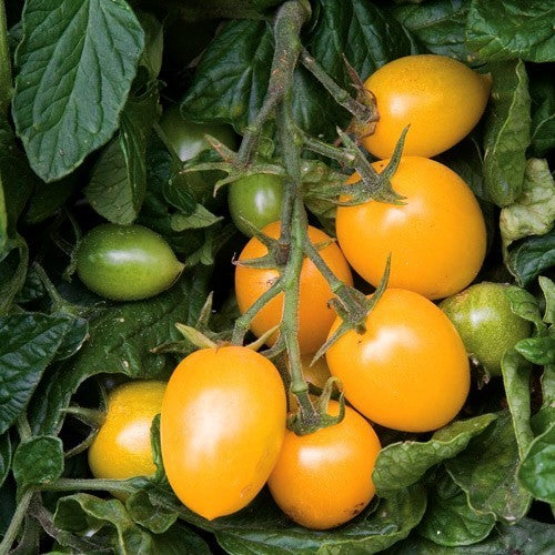 Roma Tomaat 'Golden Rave'