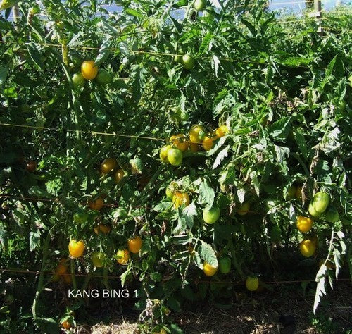 Roma Tomaat 'Kang Bing'