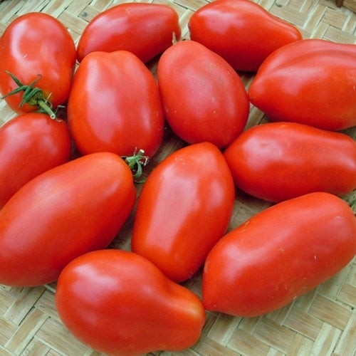 Roma Tomato 'Napoli Paste'