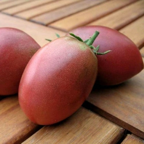 Roma Tomaat 'Purple Russian Plum'