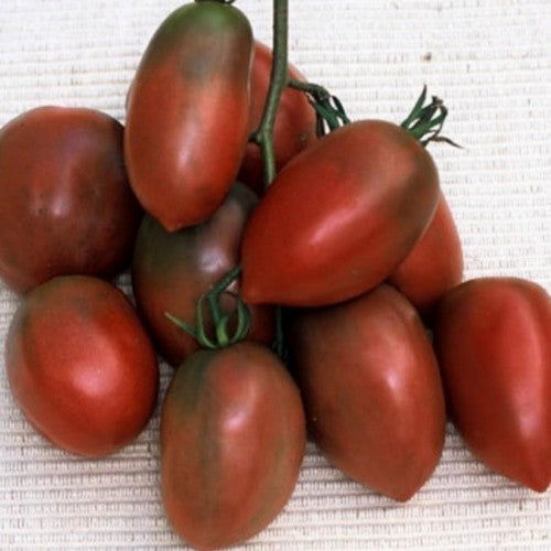 Roma Tomaat 'Purple Russian Plum'