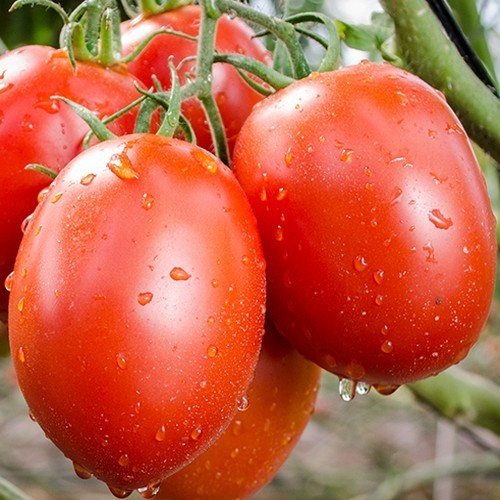 Roma Tomato 'Roma'