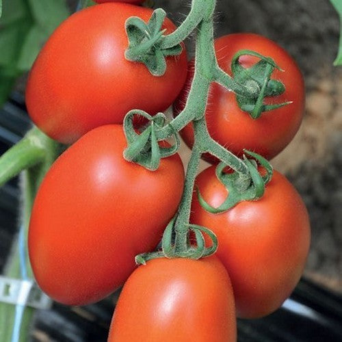 Roma Tomato 'Rossano' F1