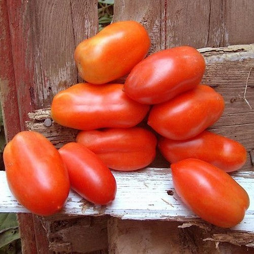 Roma Tomato 'San Marzano Nano'