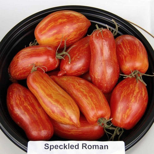 Roma Tomato 'Speckled Roman' / 'Striped Roman'