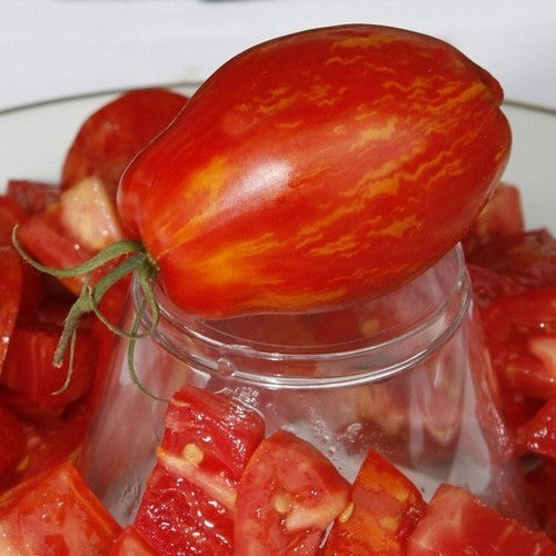 Roma Tomato 'Speckled Roman' / 'Striped Roman'