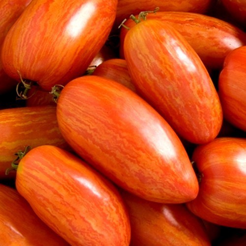 Roma Tomato 'Speckled Roman' / 'Striped Roman'