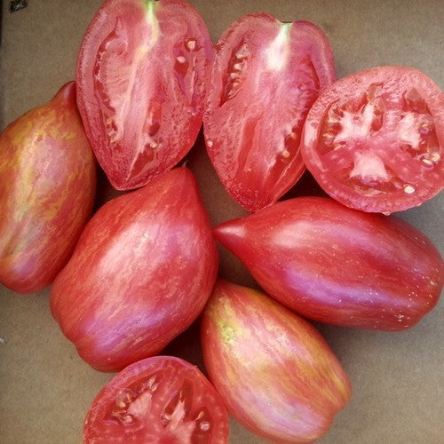 Roma Tomaat 'Streak Lightning'