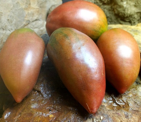 Roma Tomaat 'Wessel'S Purple Pride''