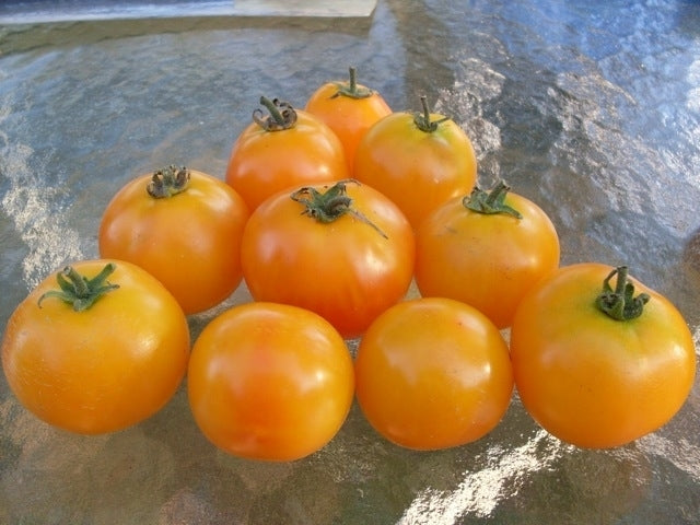 Middenmaat Tomaat 'Amber' / 'Amber Coloured'