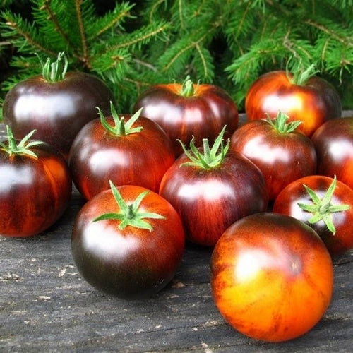 Medium-sized Tomato 'Ananas Blue'