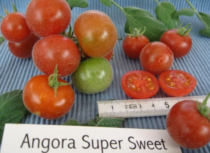 Pingpongtomaat 'Angora Super Sweet' / 'Filzige Wildtomat'