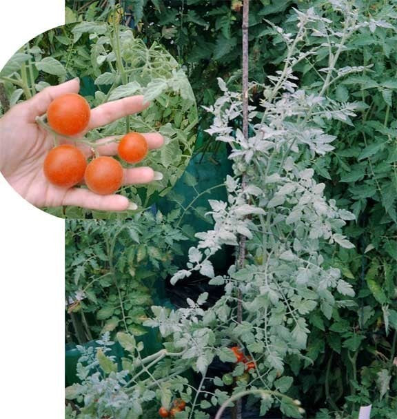 Pingpongtomaat 'Angora Super Sweet' / 'Filzige Wildtomat'