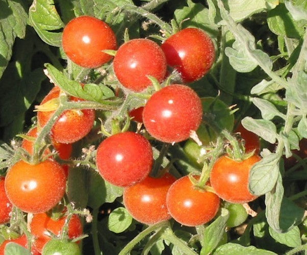 Pingpongtomaat 'Angora Super Sweet' / 'Filzige Wildtomat'