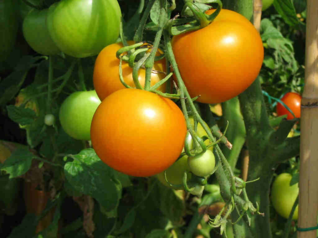Middenmaat Tomaat 'Auriga' / 'Earl of Edgecombe'