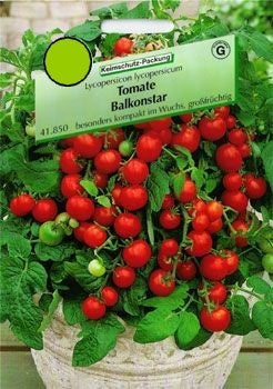 Middenmaat Dwergtomaat 'Balkonstar'