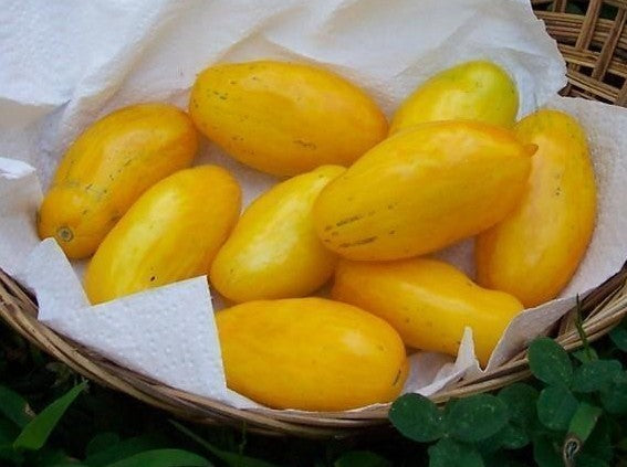Medium-sized Tomato 'Banana Legs'