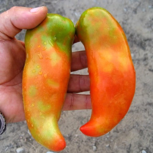 Medium-sized Tomato 'Banana Legs'
