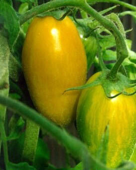Medium-sized Tomato 'Banana Legs'