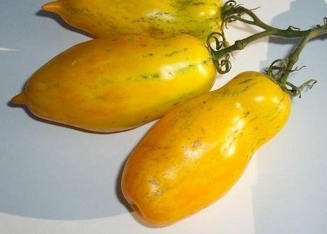Medium-sized Tomato 'Banana Legs'