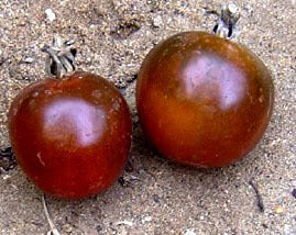 Middenmaat Tomaat 'Black Ethiopian'