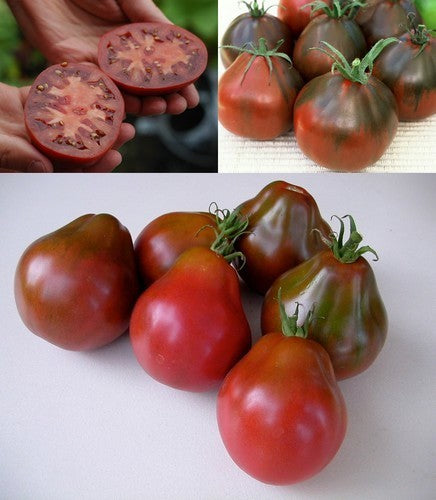 Medium-sized Tomato 'Black Pear' / '(Japanese) Black Trife'