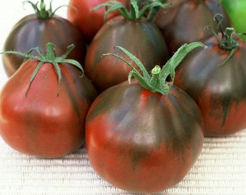 Medium-sized Tomato 'Black Pear' / '(Japanese) Black Trife'